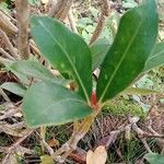 Skimmia japonica Leaf