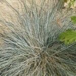 Festuca glauca ᱥᱟᱠᱟᱢ