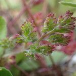 Fumaria densiflora Leaf