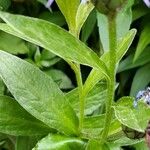 Centaurea montana Leaf