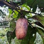 Pachylobus edulis Fruit