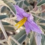 Solanum elaeagnifolium Floare