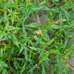 Polygonum persicaria Flower