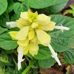 Salvia splendens Blüte