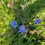 Cichorium endiviaപുഷ്പം