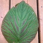 Viburnum lantanoides Leaf