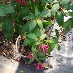 Cestrum elegans Feuille