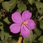 Dissotis rotundifolia 花