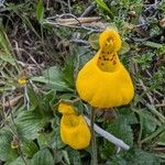 Calceolaria biflora Flower