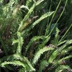 Achillea pannonica Hoja