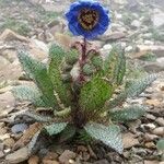 Meconopsis horridula Çiçek