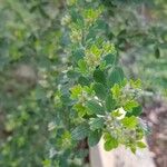 Genista ephedroides 葉