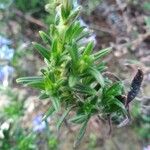 Lithodora fruticosa Leaf