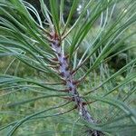Pinus coulteri Otro