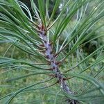 Pinus coulteri Прочее