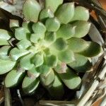 Echeveria minima List