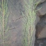 Campylanthus salsoloides Corteza