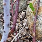 Salix daphnoides Bark