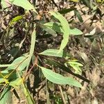 Eucalyptus tereticornis Leaf