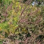 Ambrosia artemisiifolia Blatt