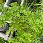 Pelargonium graveolensBlatt