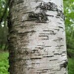 Betula pubescens Casca