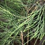 Casuarina cunninghamiana Leht