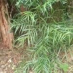 Afrocarpus gracilior Hoja