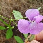 Vigna vexillata Blüte