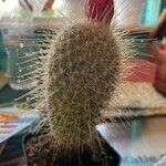 Mammillaria spinosissima葉