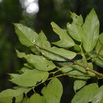Salacia petenensis Blatt