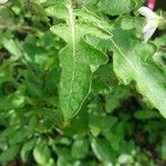 Solanum sisymbriifolium Folio