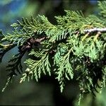 Cupressus nootkatensis