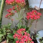 Kalanchoe blossfeldianaЛисток