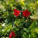 Mandevilla sanderi Flower