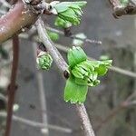 Crataegus rhipidophylla Blad