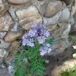 Phacelia tanacetifoliaFlower