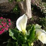 Zantedeschia aethiopica Blüte