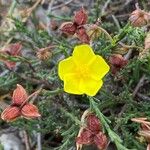 Fumana ericoides Flower