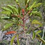 Cunonia macrophylla Συνήθη χαρακτηριστικά