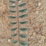 Astragalus eremophilus Leaf