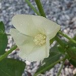 Gossypium herbaceum Fula
