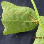 Passiflora biflora Other