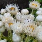 Helichrysum chionoides Blüte