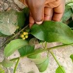 Phragmanthera usuiensis पत्ता