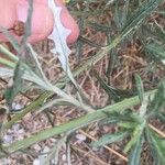 Senecio pterophorus Leaf