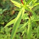 Symphyotrichum × salignum Liść