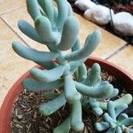 Sedum allantoides Folha