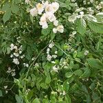Rosa multiflora برگ