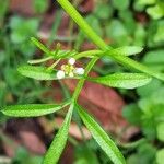 Cardamine hirsuta পাতা